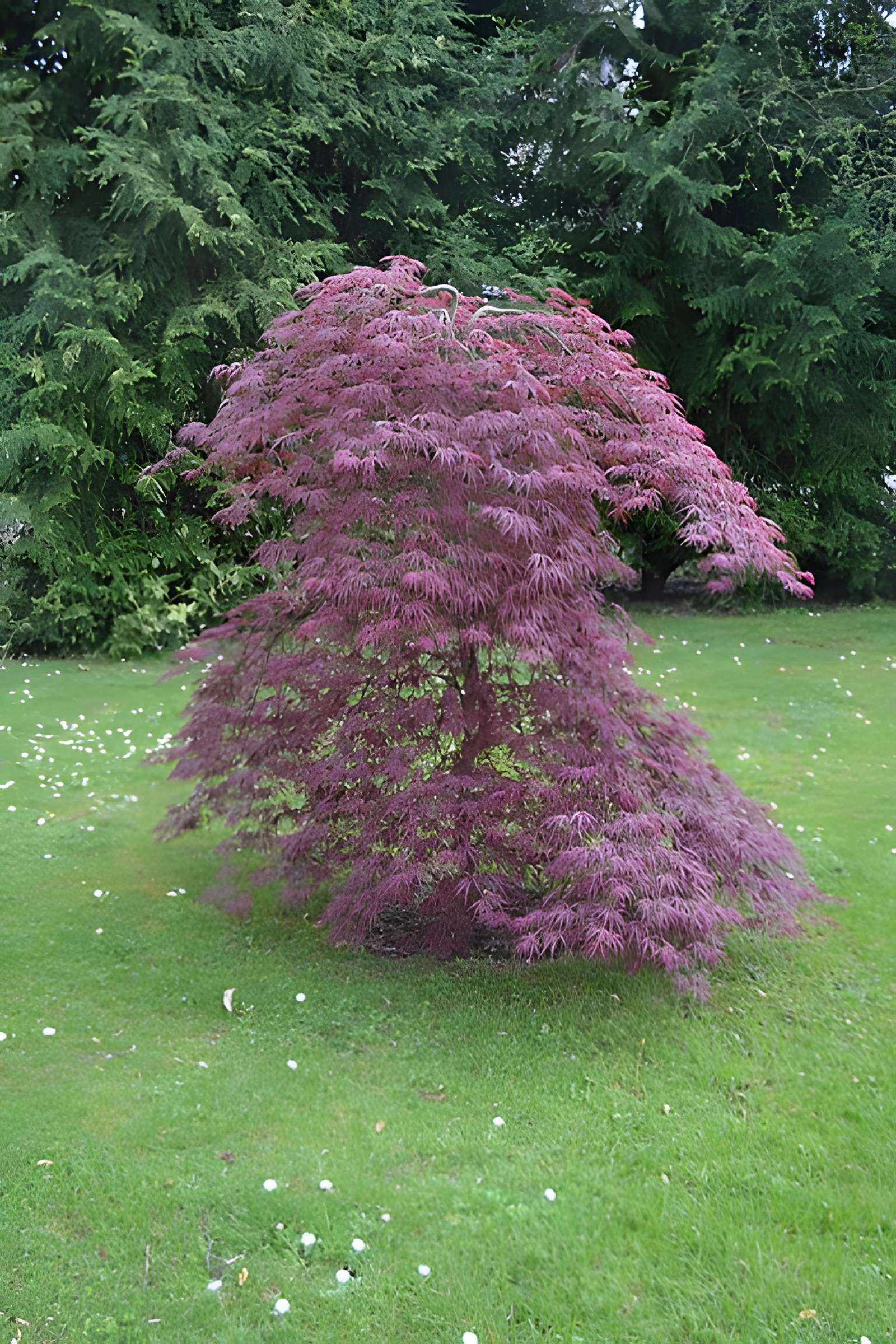 Jardin Massey de Tarbes