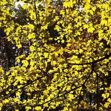 Château de Bernicourt