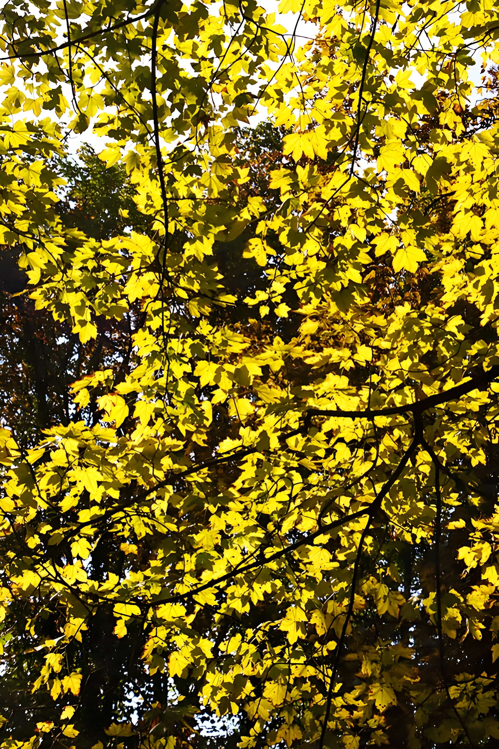 Château de Bernicourt