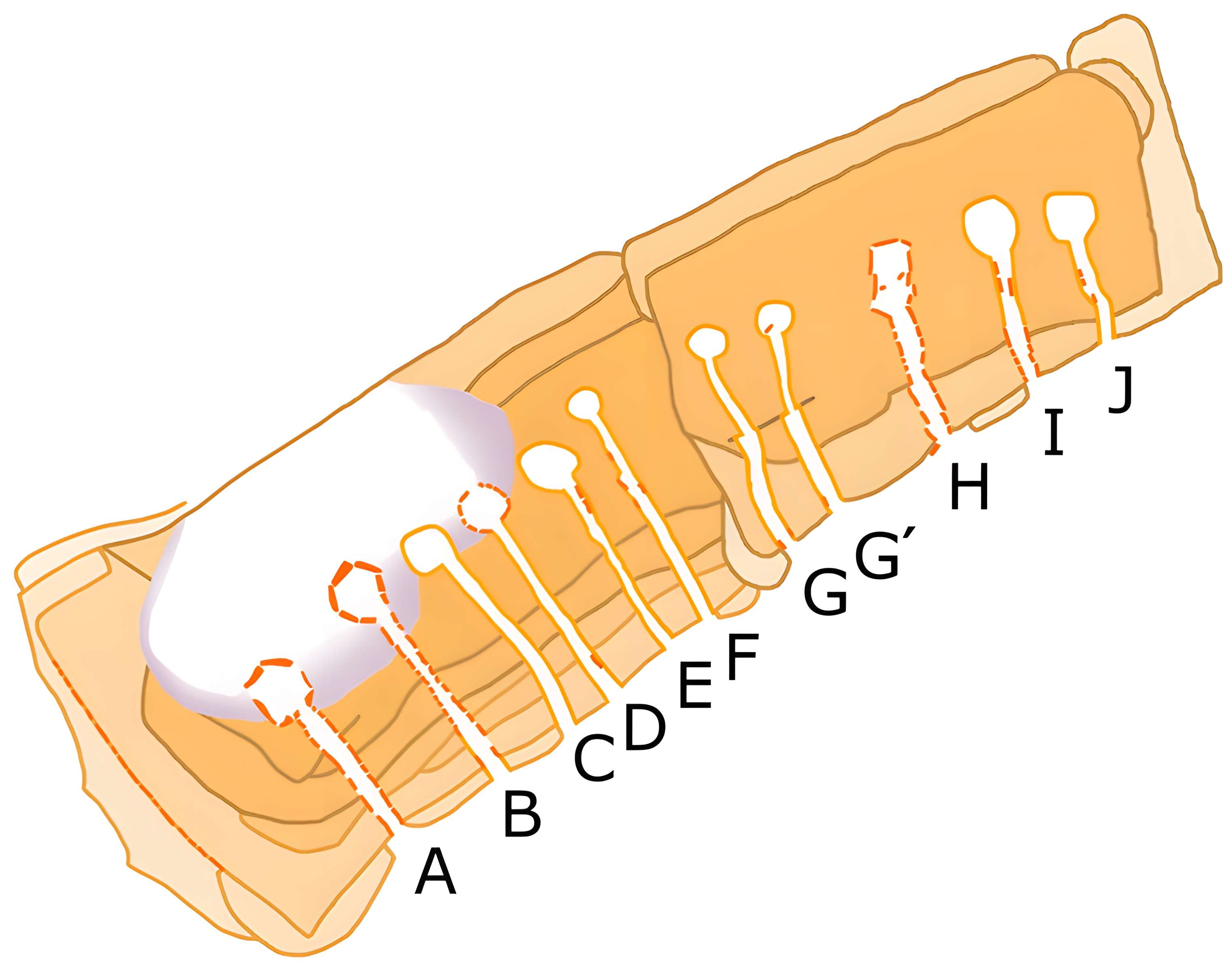 Cairn de Barnenez à Plouezoc'h