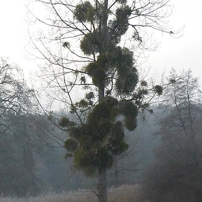Photo de Château de Chamarande