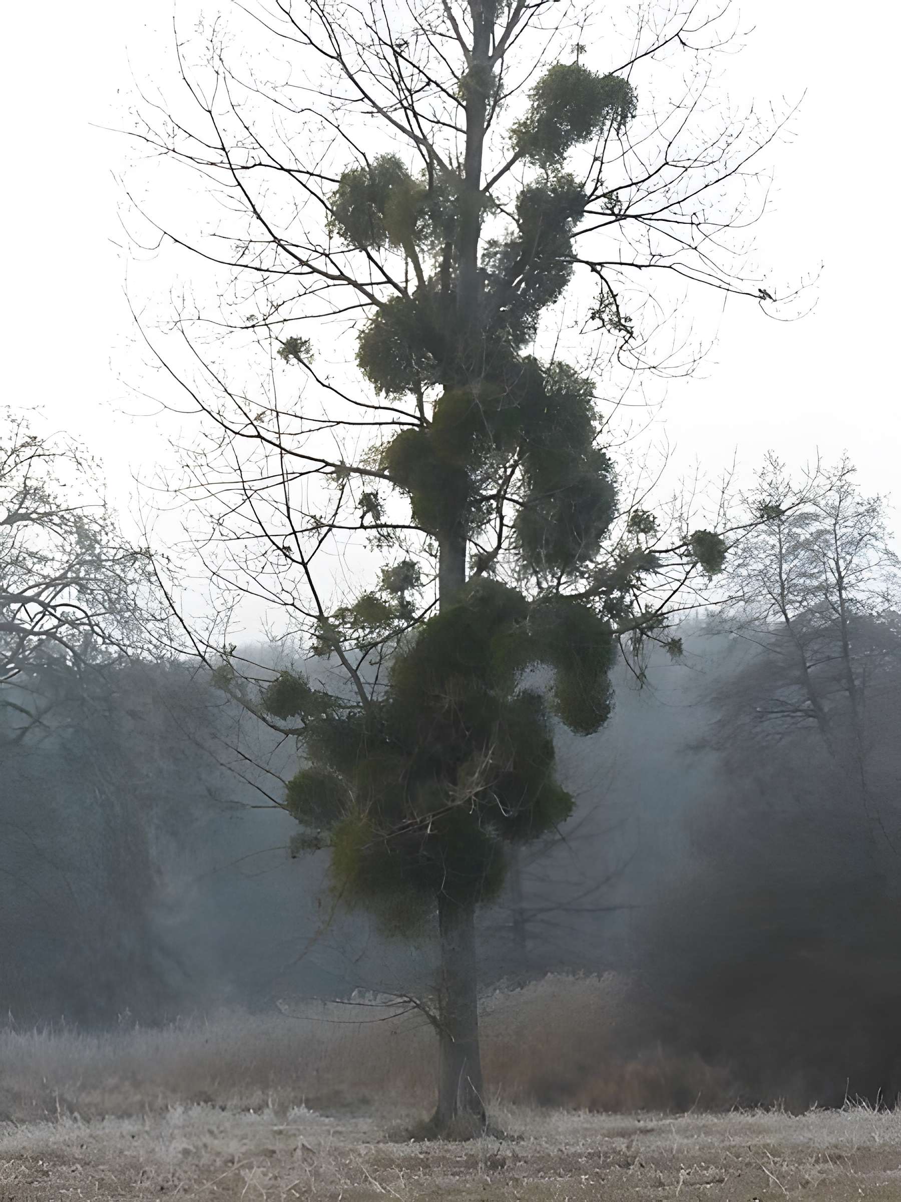 Château de Chamarande