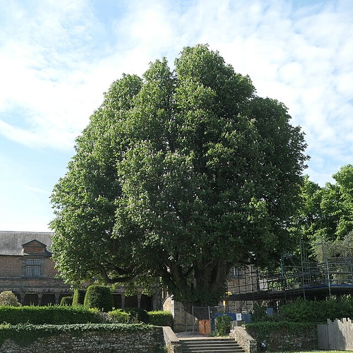 Photo de Château de Châteaubriant