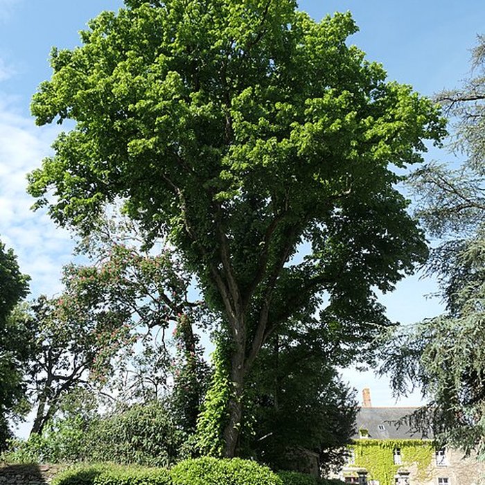 Photo de Château de Châteaubriant
