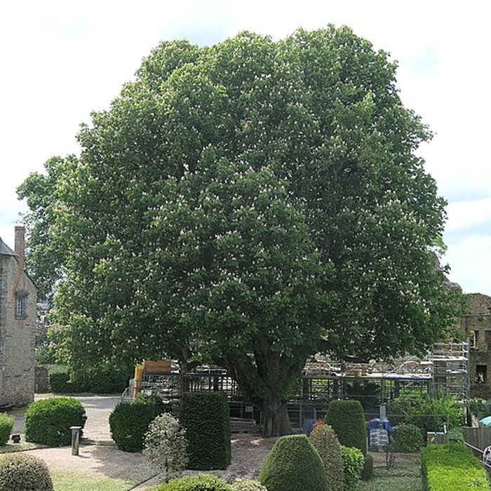 Photo de Château de Châteaubriant