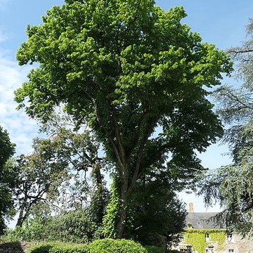 Château de Châteaubriant