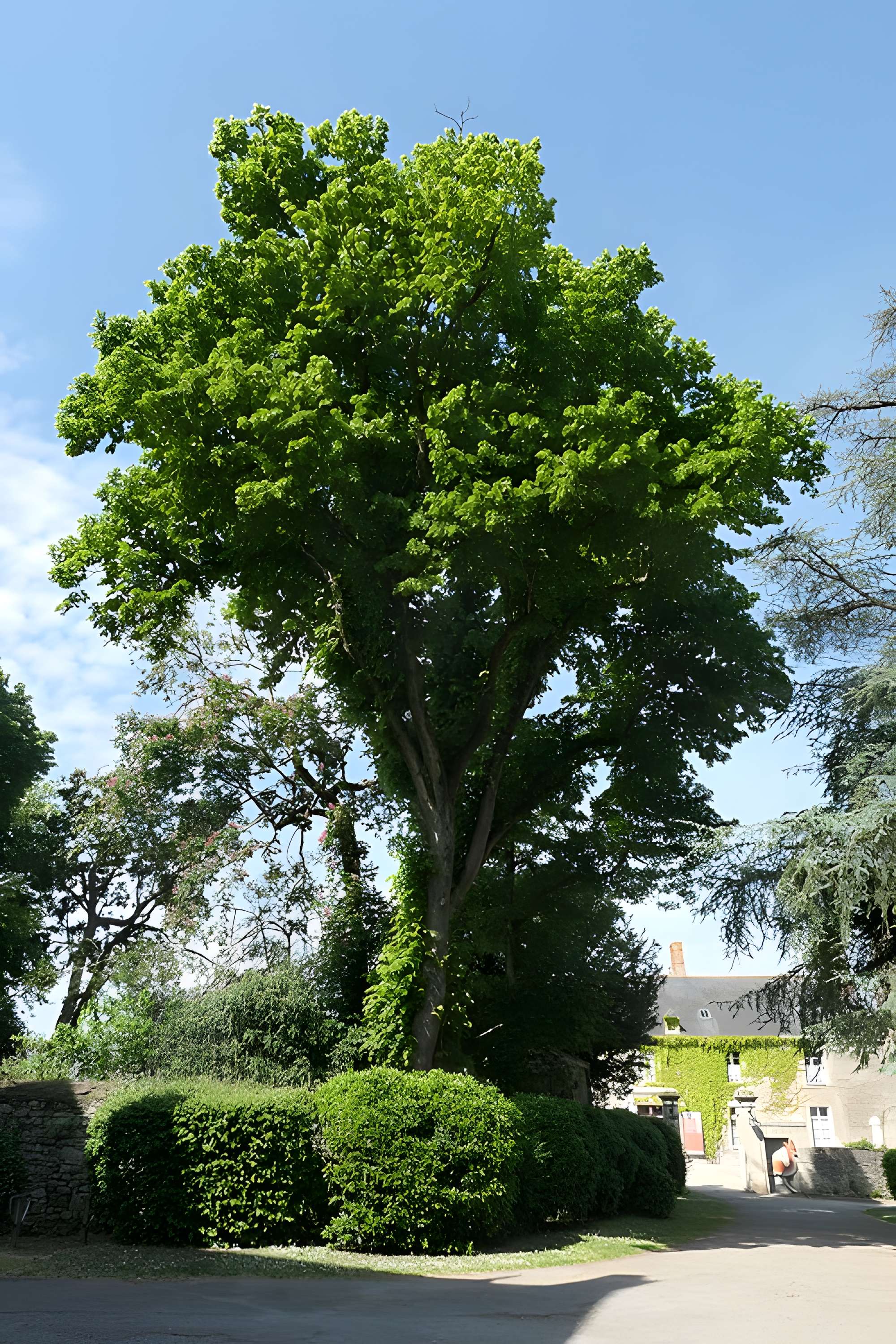 Château de Châteaubriant