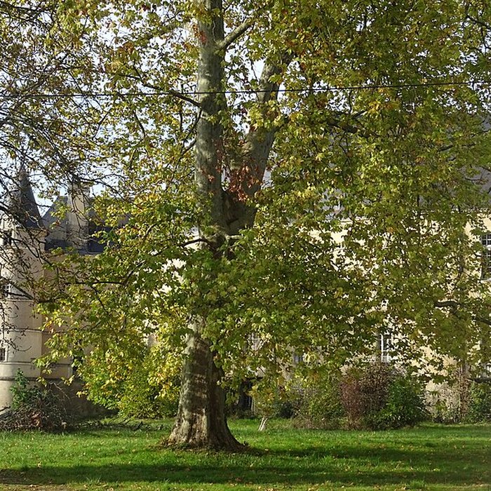 Photo de Château de Châteauneuf-sur-Cher