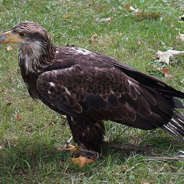 Château de Château-Thierry