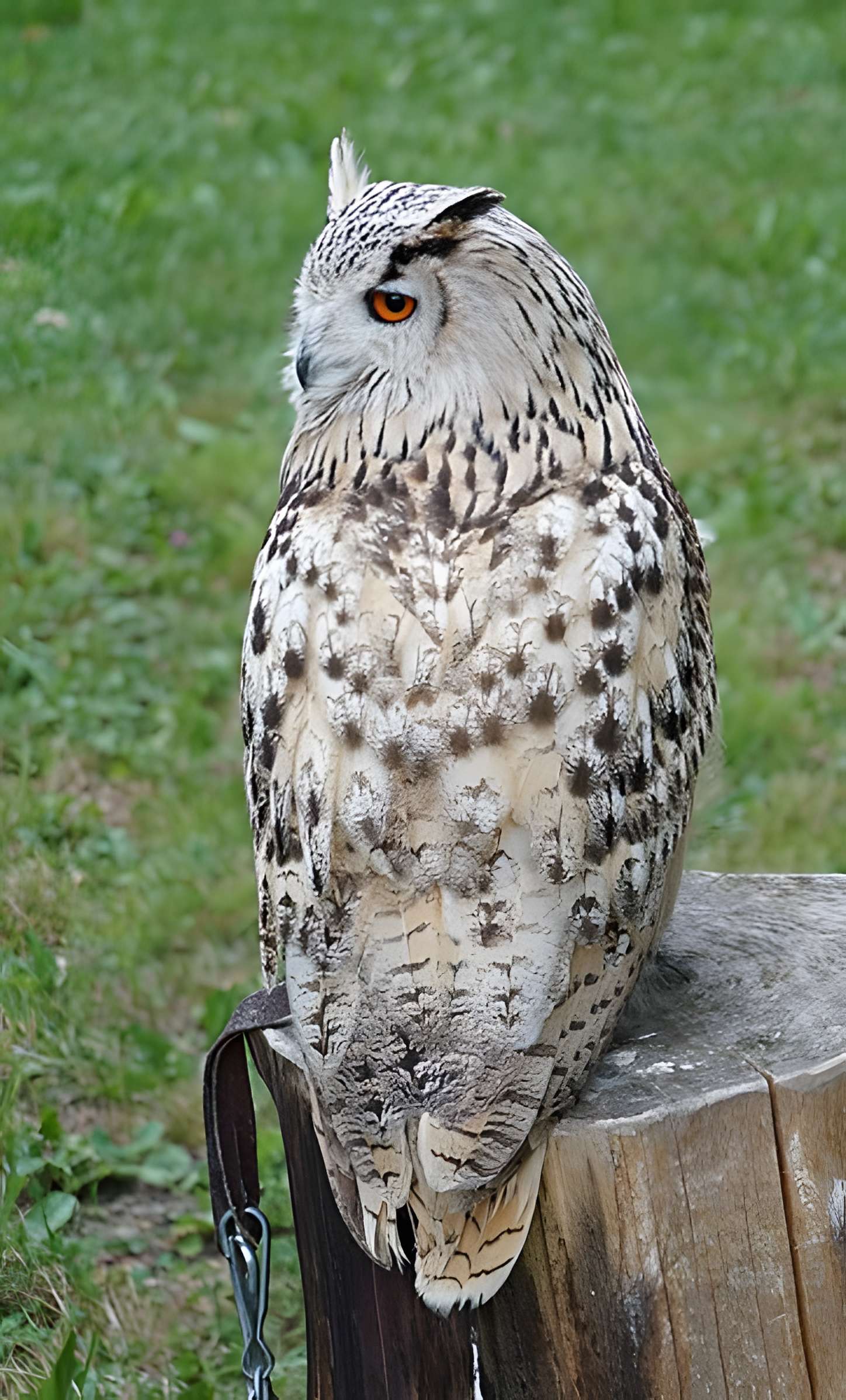 Château de Château-Thierry