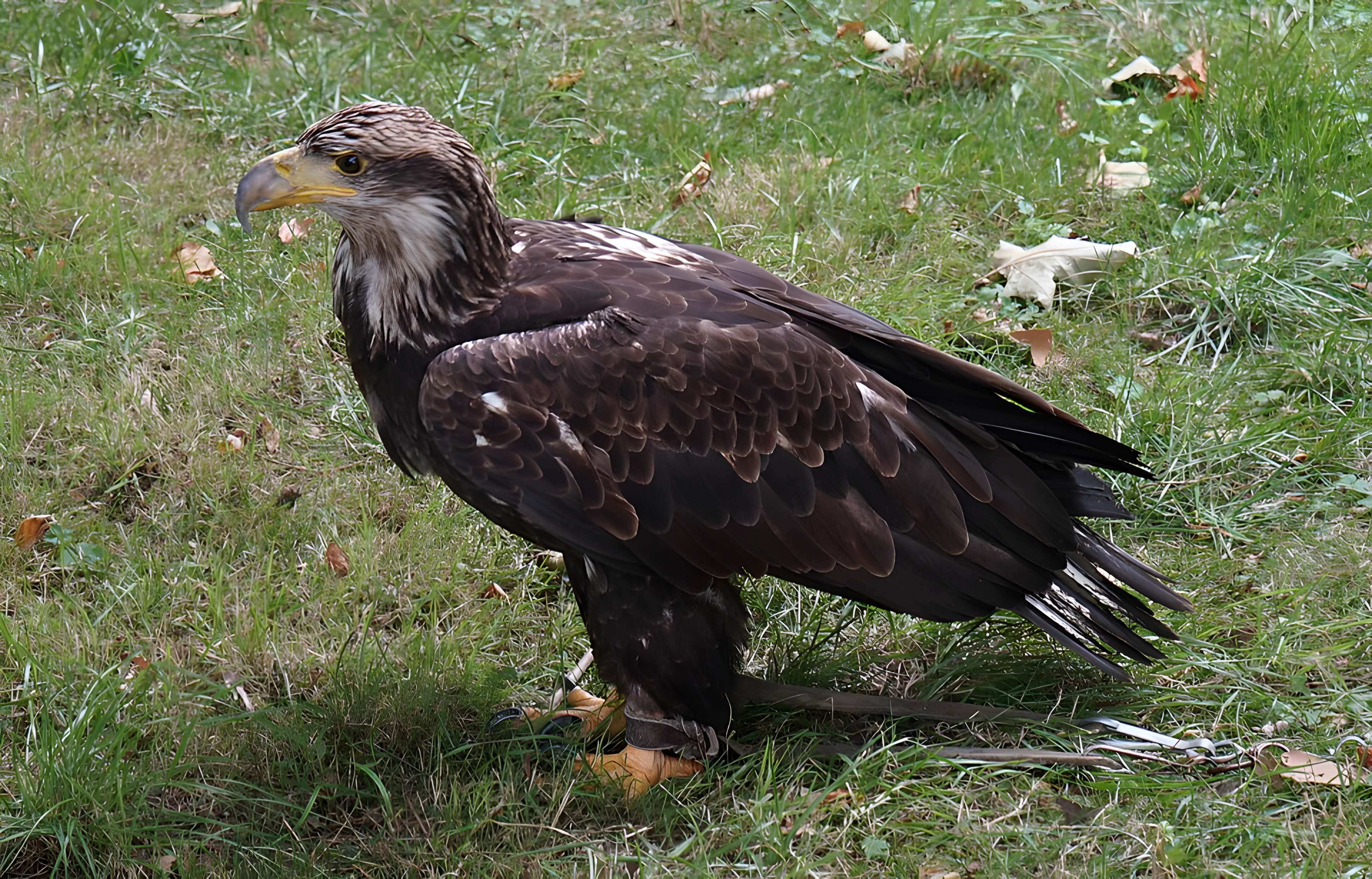 Château de Château-Thierry