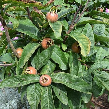 Manoir du Plessis-aux-Bois