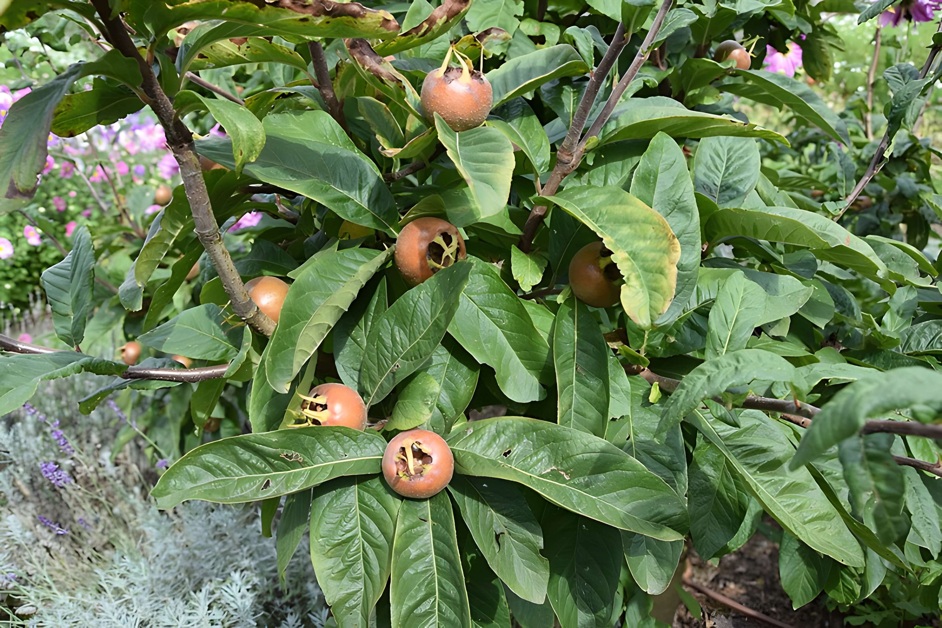 Manoir du Plessis-aux-Bois