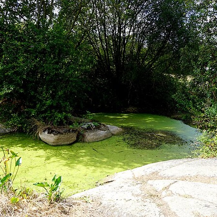 Photo de Menhir de la Fontaine Saint-Gré à Avrillé