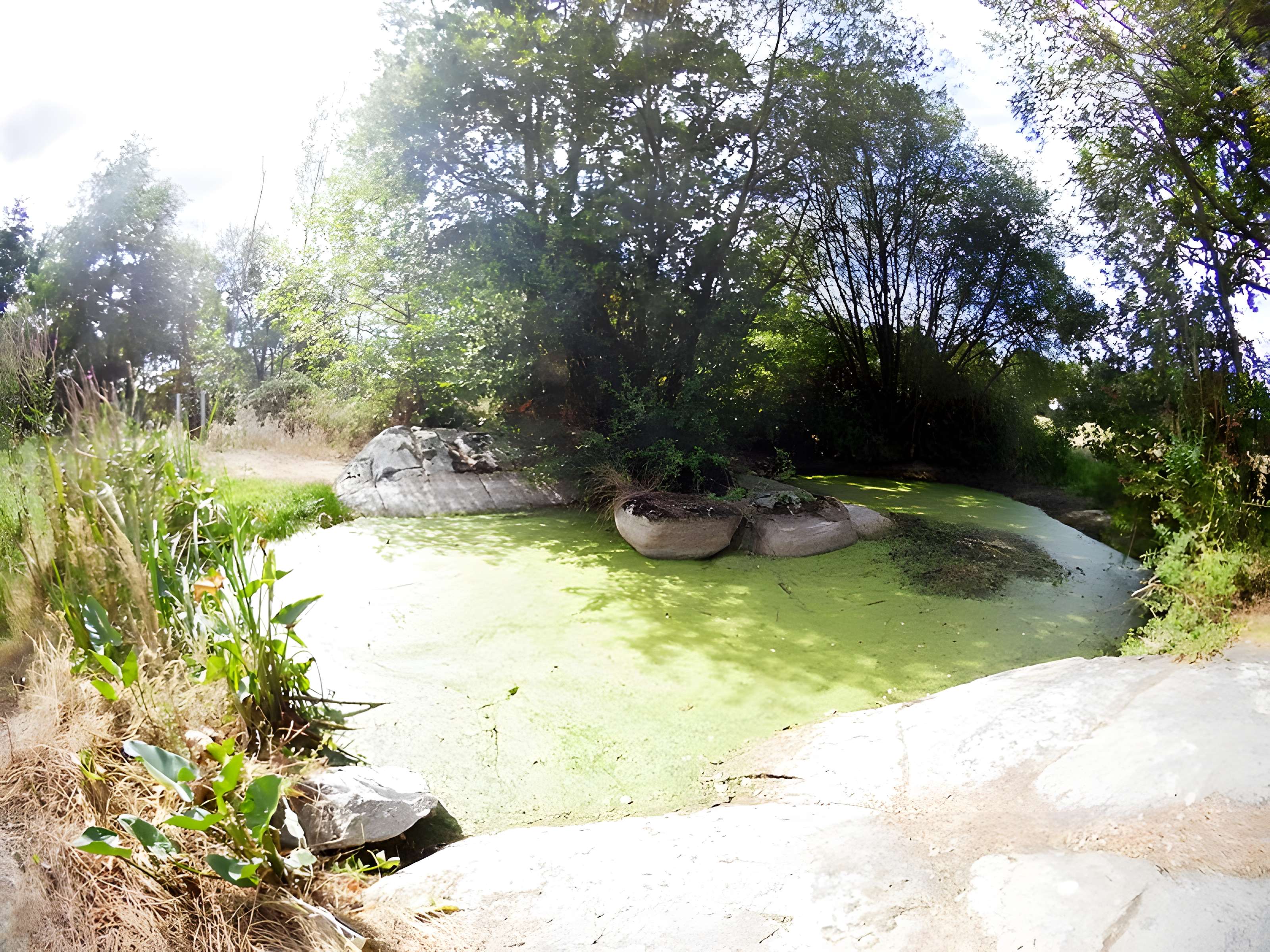 Menhir de la Fontaine Saint-Gré à Avrillé