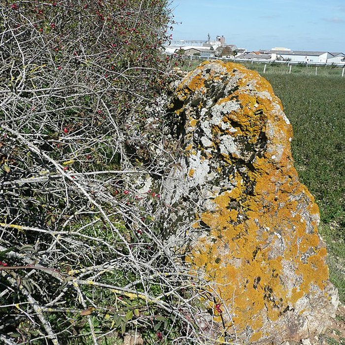 Photo de Menhir de lAccomodement à Montreuil-Bellay