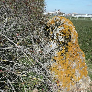 Menhir de lAccomodement à Montreuil-Bellay