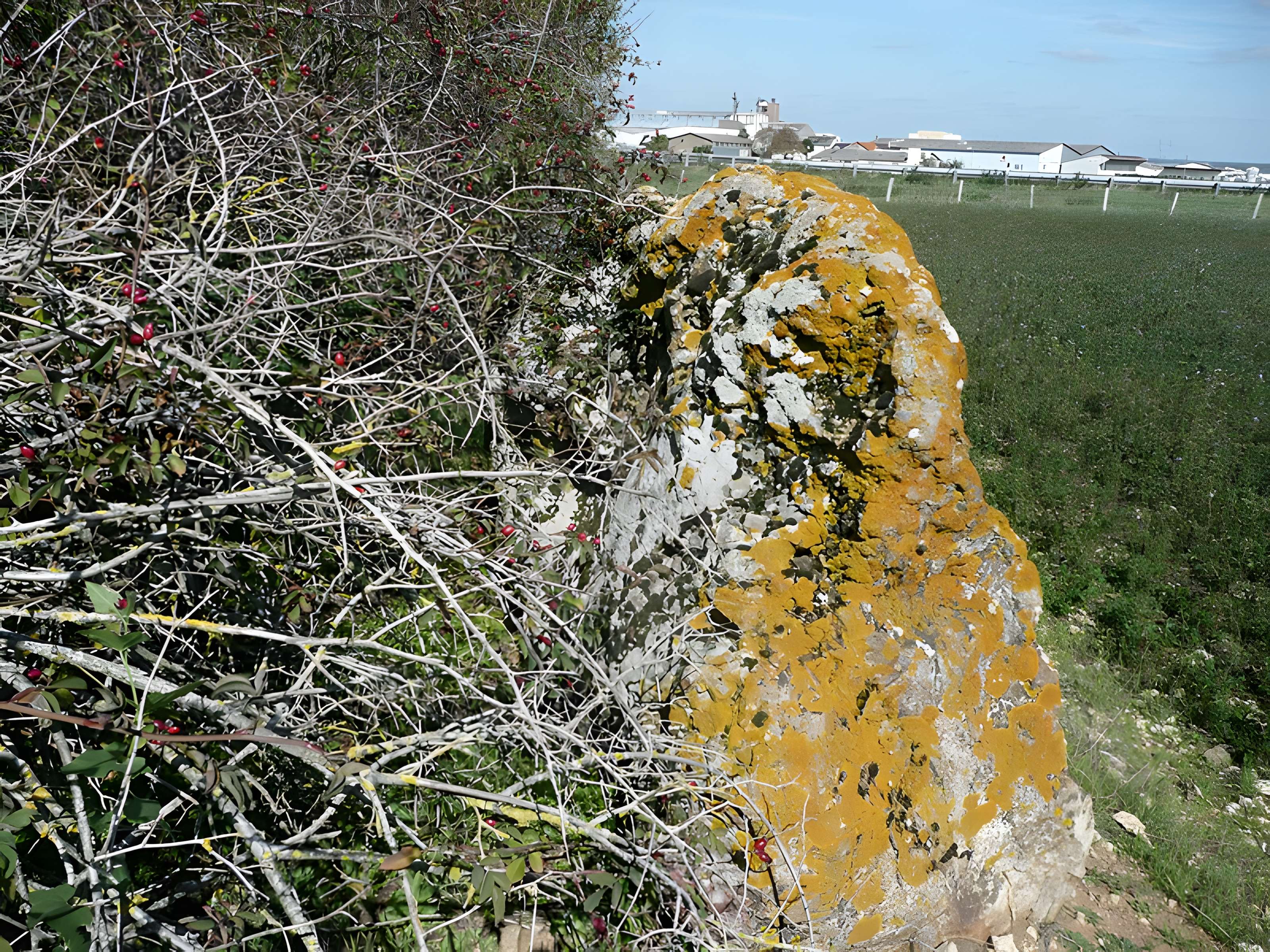 Menhir de l'Accomodement à Montreuil-Bellay