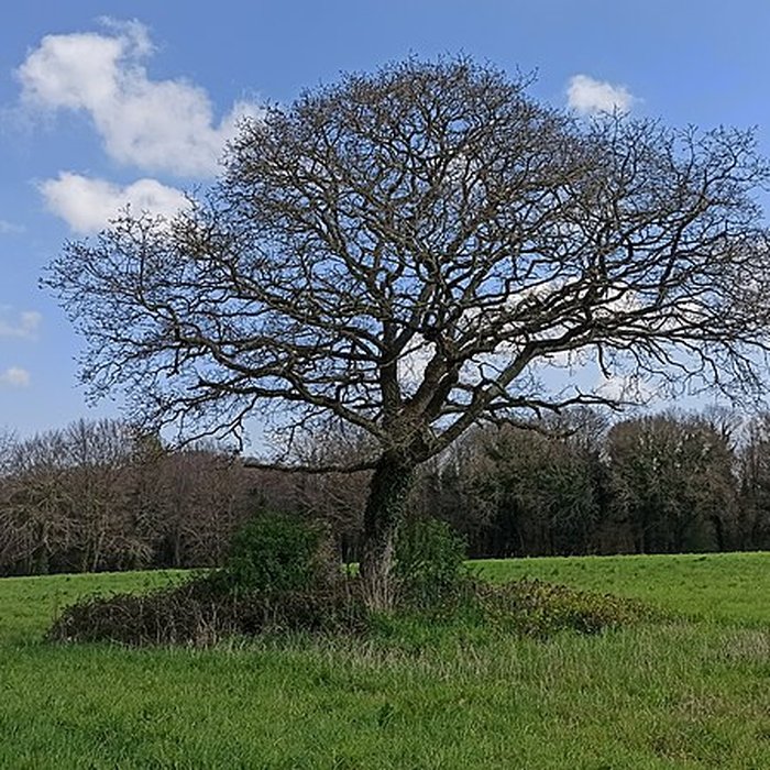 Photo de Menhir de Menou-Glas à Landebaëron