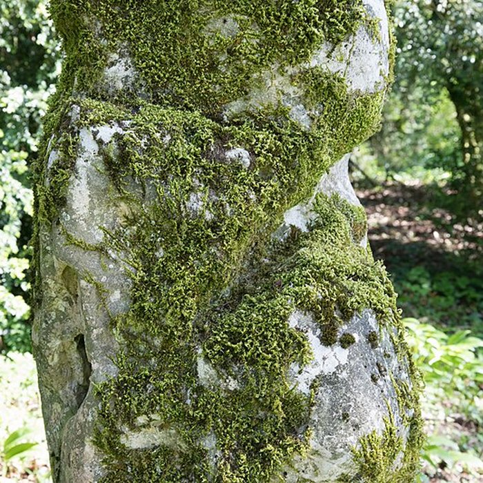 Photo de Menhir de Woinville à Buxières-sous-les-Côtes