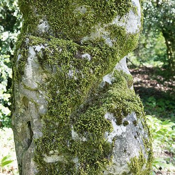 Menhir de Woinville à Buxières-sous-les-Côtes