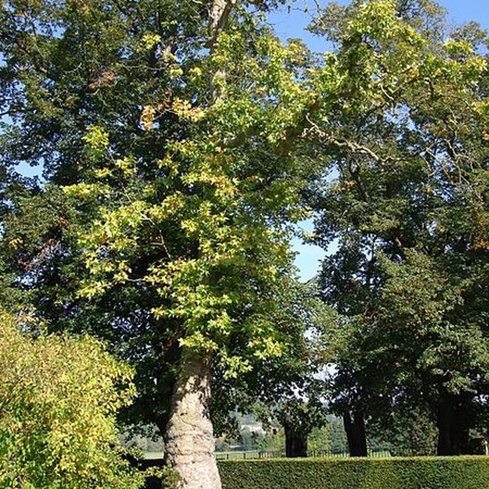 Photo de Château de Coubertin