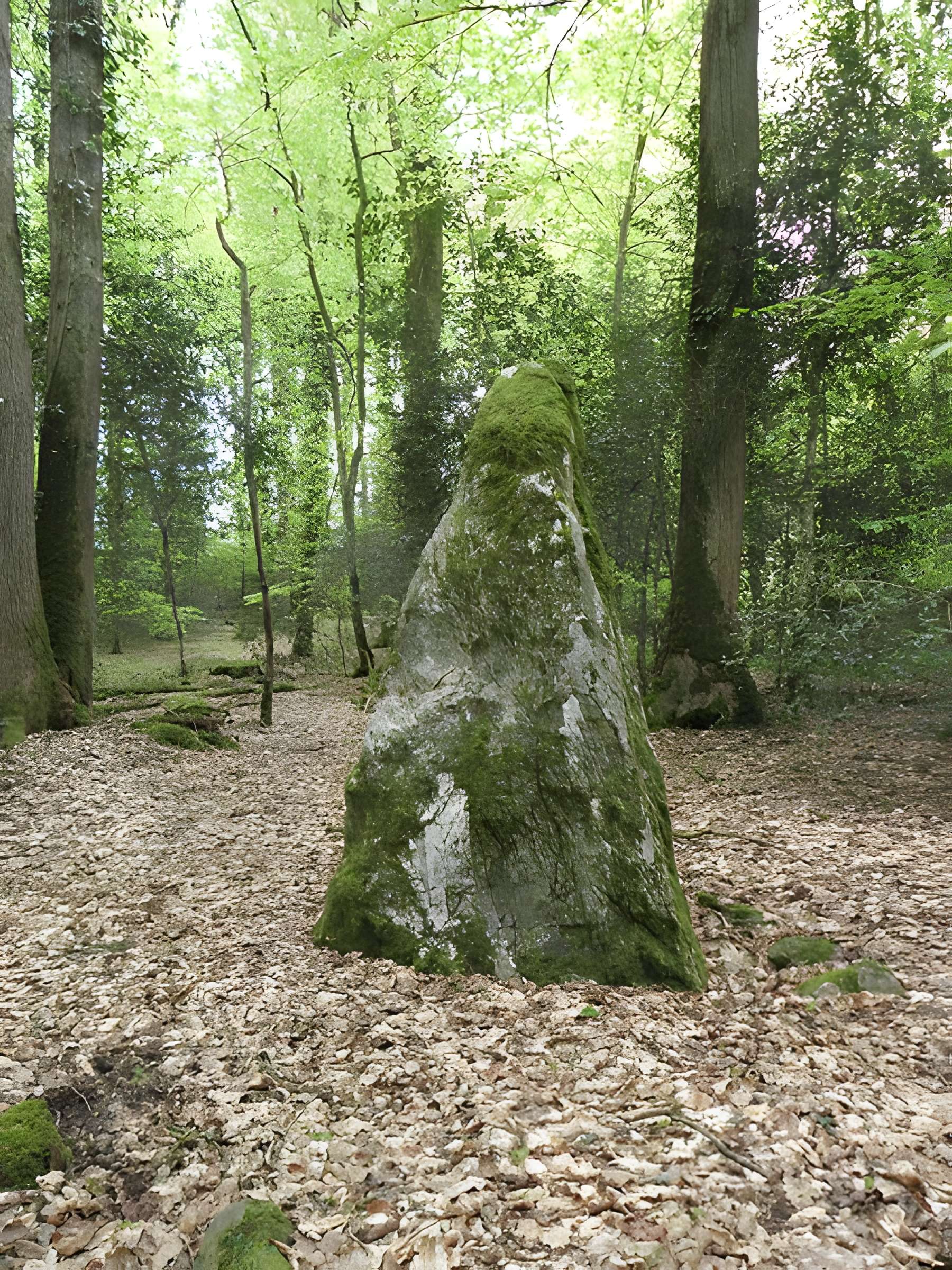 Menhirs dans la forêt de Haute-Sève à Saint-Aubin-du-Cormier 