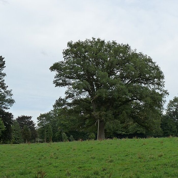 Photo de Château de Craon