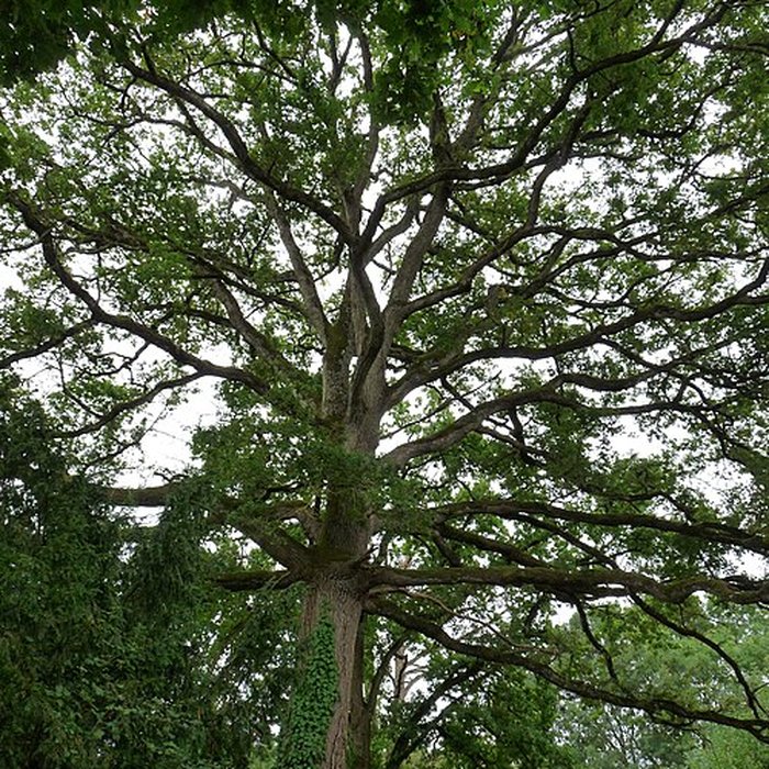 Photo de Château de Craon