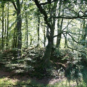 Motte de Kermain à Langonnet