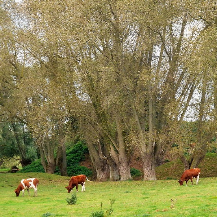 Photo de Motte féodale dOchtezeele