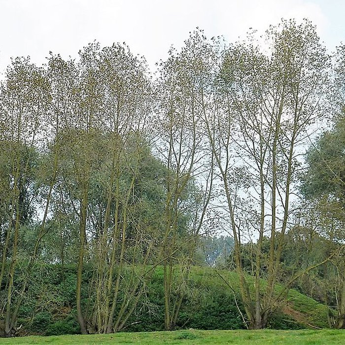 Photo de Motte féodale dOchtezeele