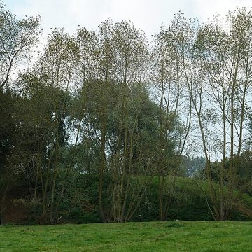 Motte féodale dOchtezeele