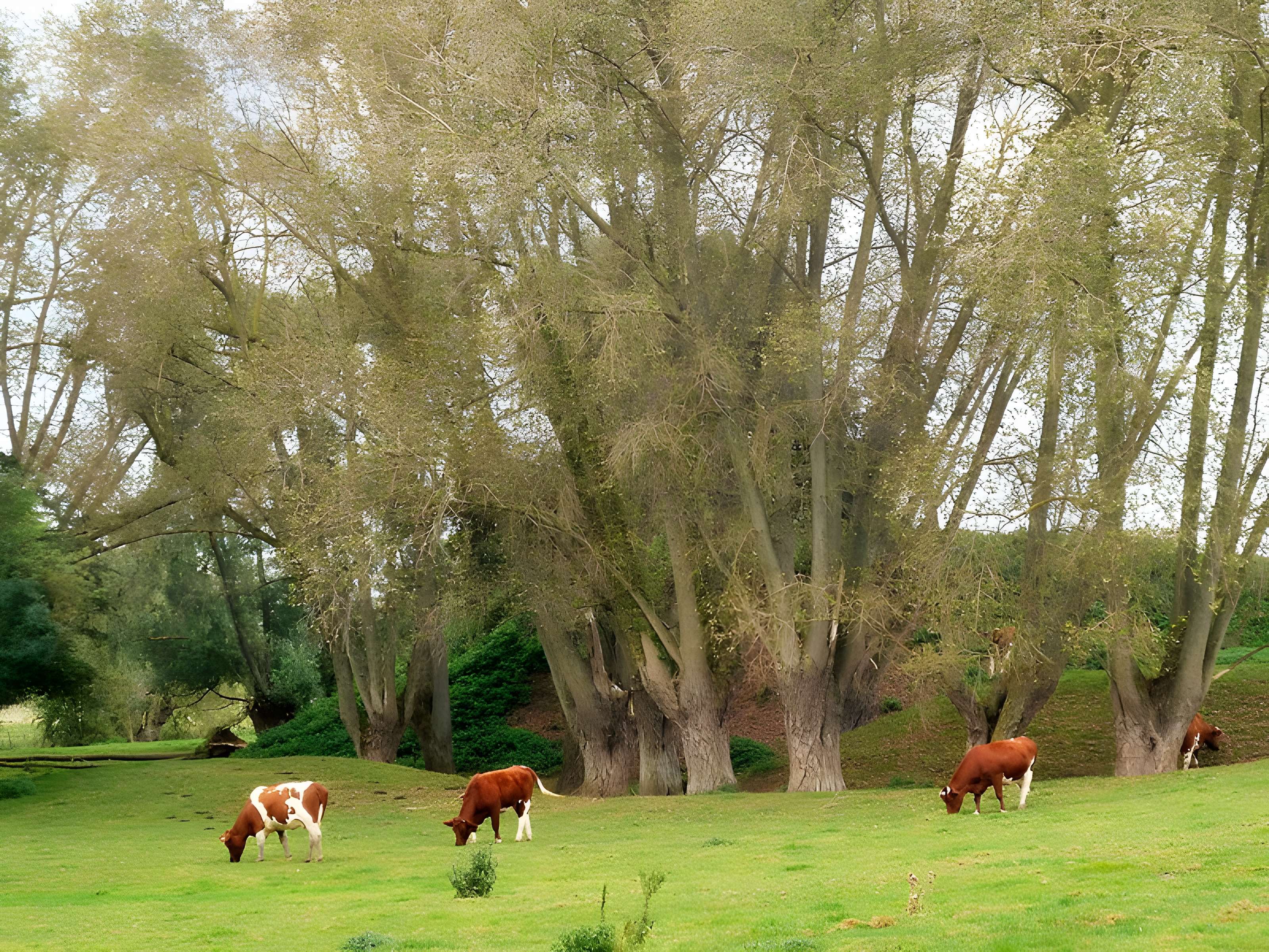 Motte féodale d'Ochtezeele 