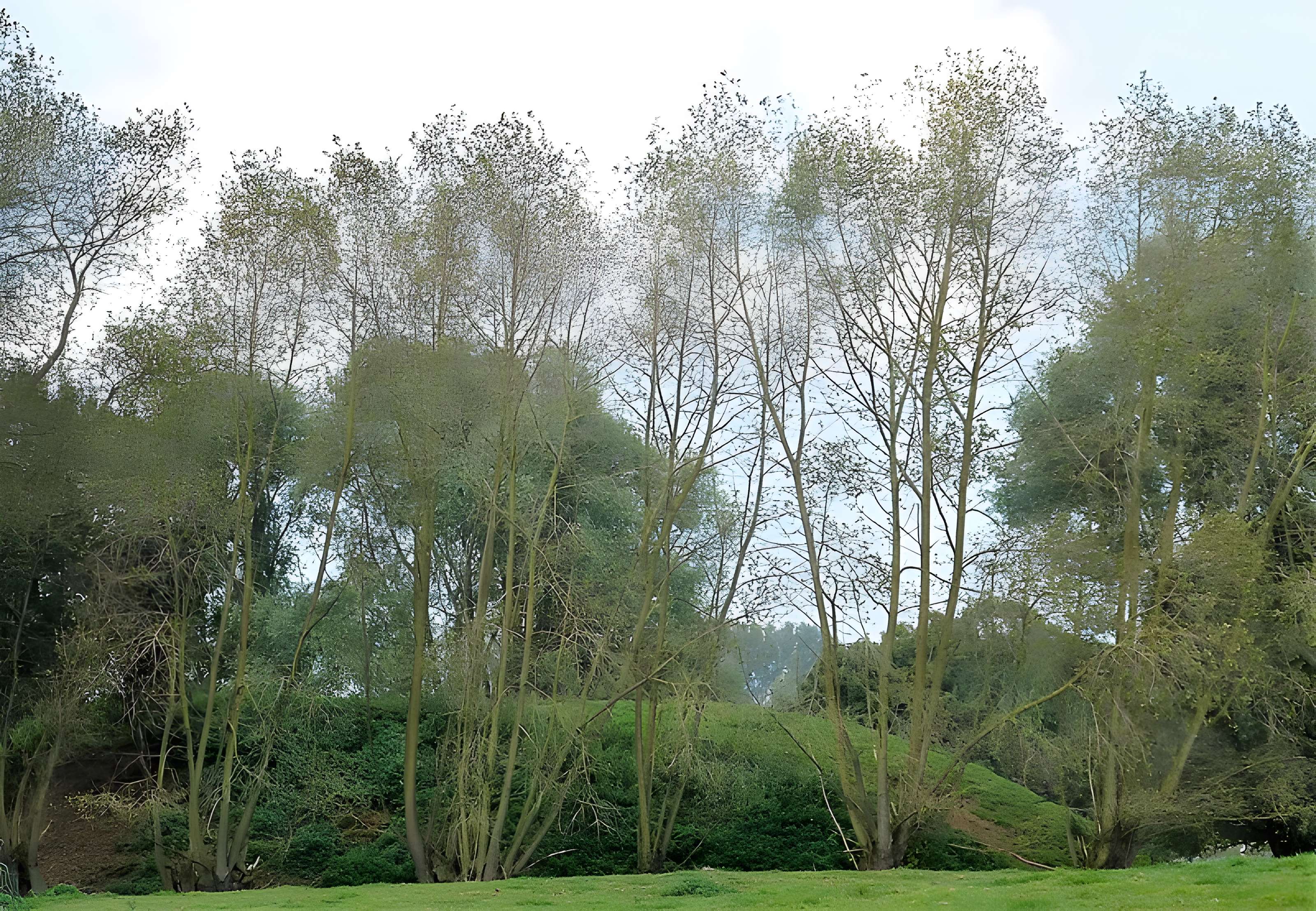 Motte féodale d'Ochtezeele