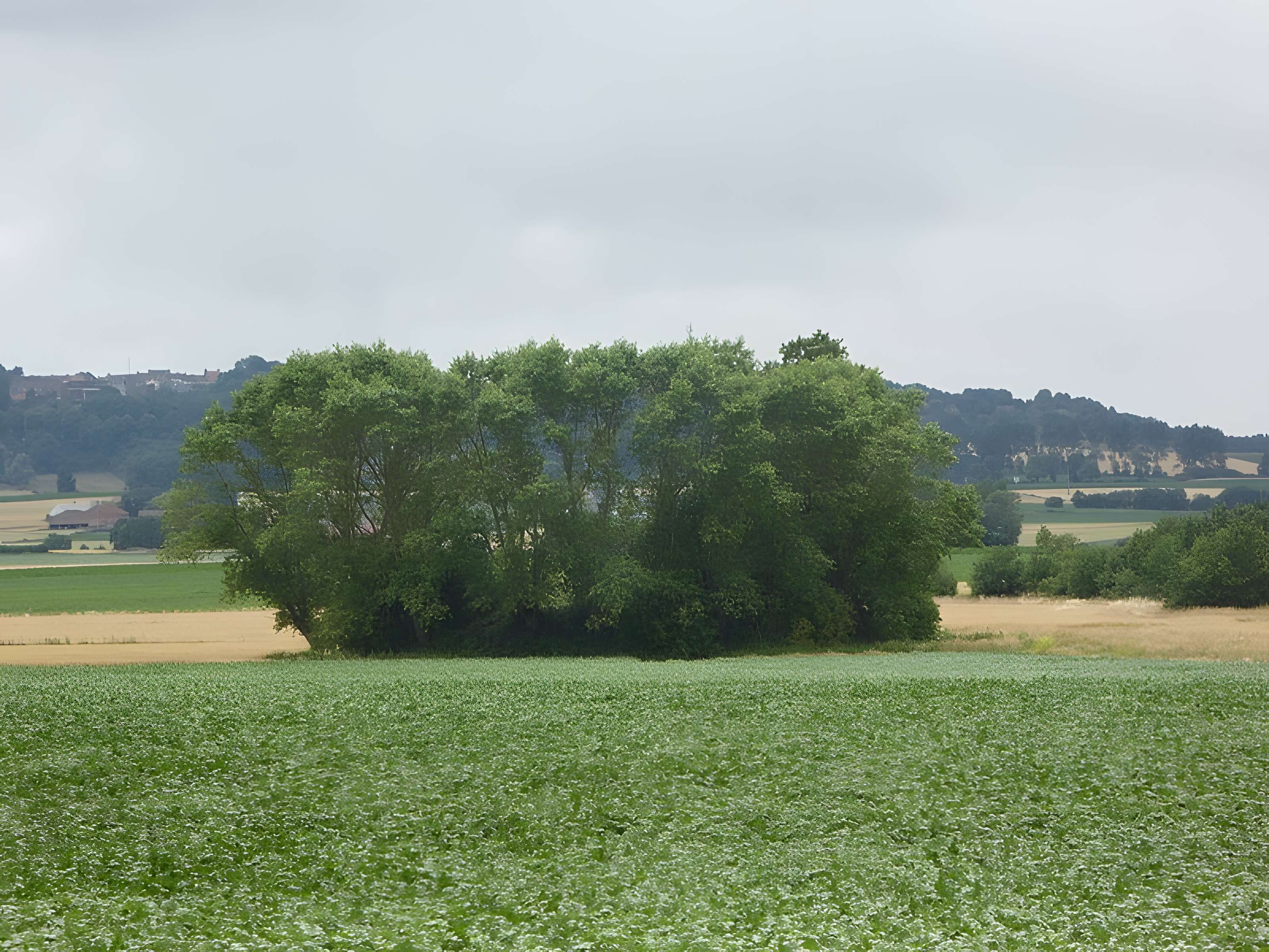 Motte féodale d'Oudezeele 