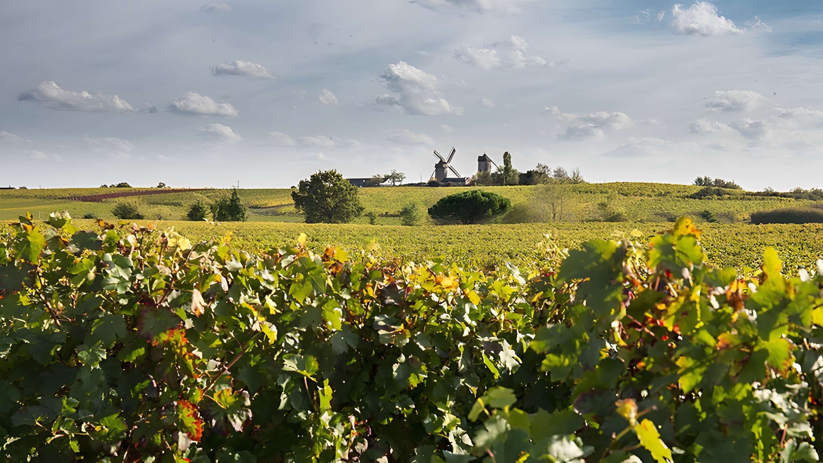 Moulins à vent d'Ardenay à Chaudefonds-sur-Layon