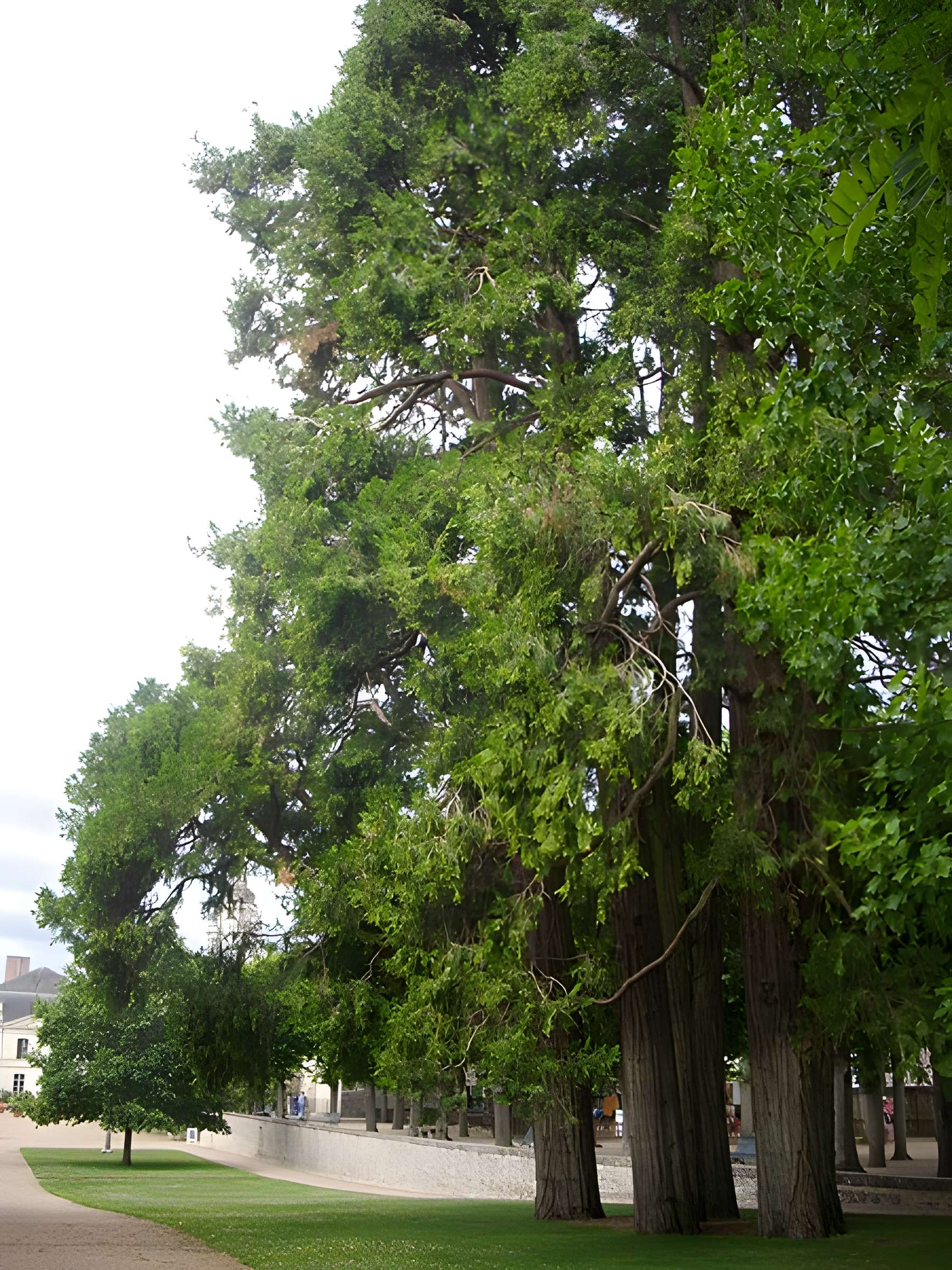 Palais épiscopal de Blois