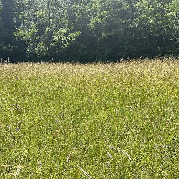 Photo de Pierre à bassins de Rosset à Parves