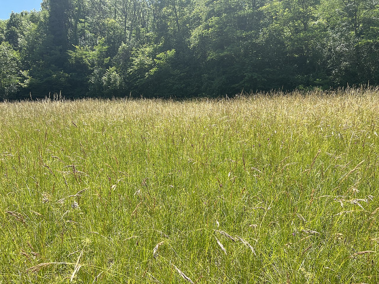 Pierre à bassins de Rosset à Parves