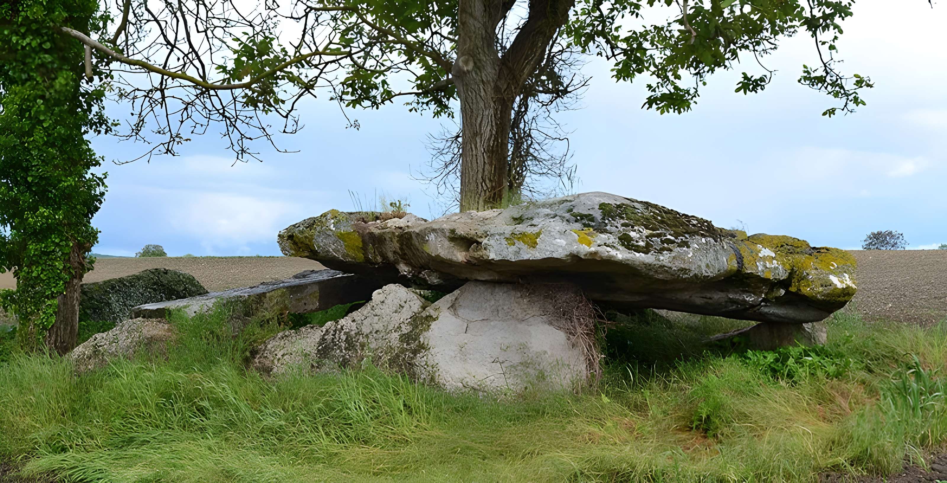 Pierre couverte de Mousseau des Ulmes 