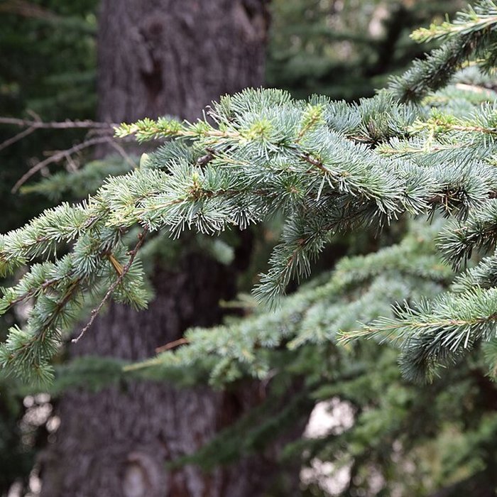 Photo de Plateau des poètes de Béziers