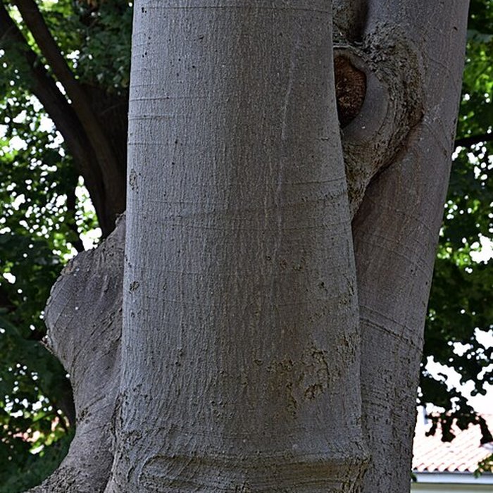 Photo de Plateau des poètes de Béziers