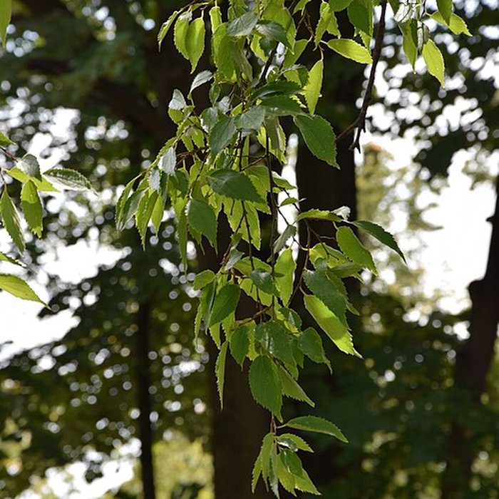 Photo de Plateau des poètes de Béziers