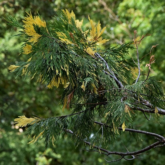 Photo de Plateau des poètes de Béziers