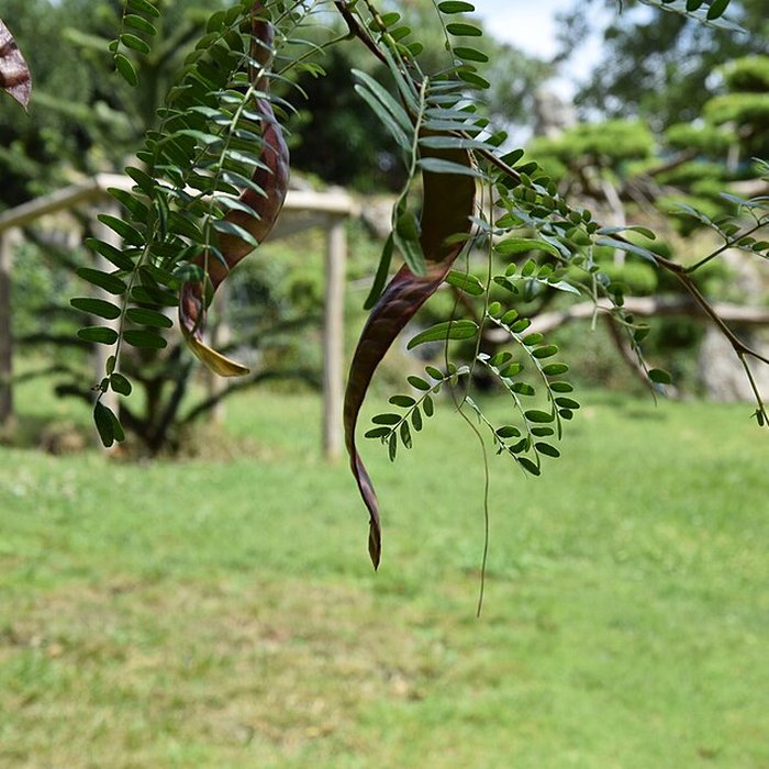 Photo de Plateau des poètes de Béziers