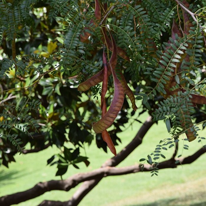 Photo de Plateau des poètes de Béziers