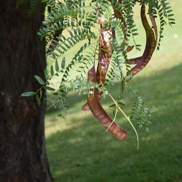 Photo de Plateau des poètes de Béziers