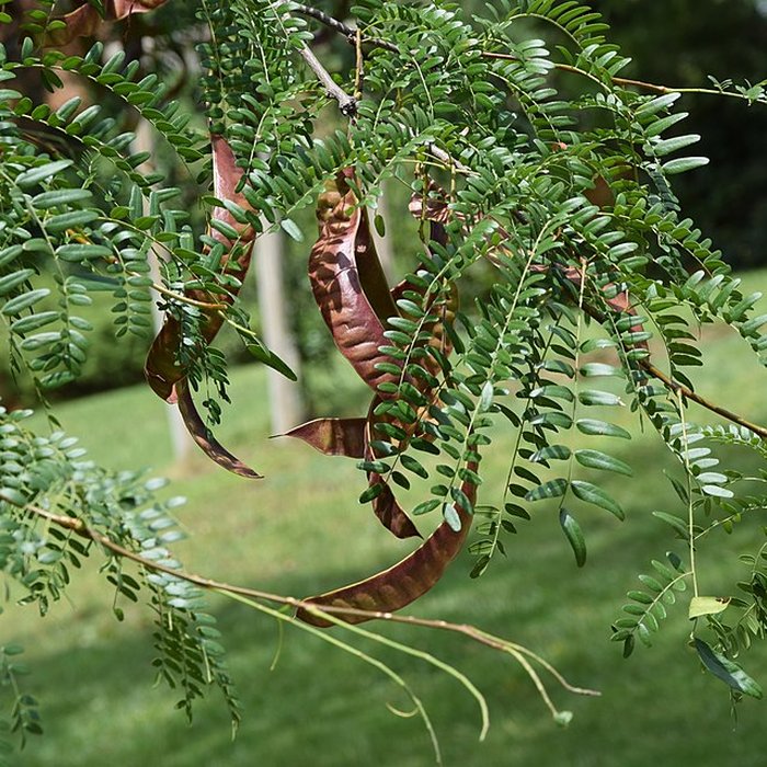 Photo de Plateau des poètes de Béziers