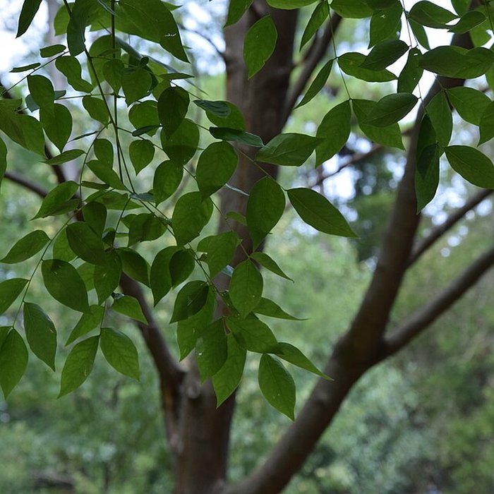 Photo de Plateau des poètes de Béziers